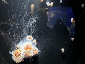 Aquarium Of The Pacific   Sea Jellies